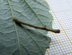 Hypomecis punctinalis