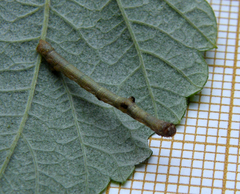 Hypomecis punctinalis