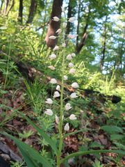 Cephalanthera longifolia