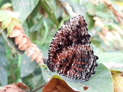 Elymnias casiphone casiphone