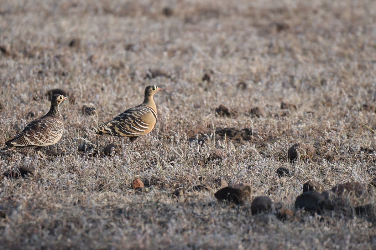 Painted Sandgrouse