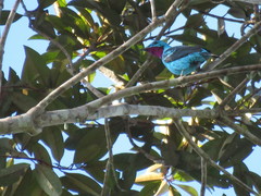 Cotinga cayana