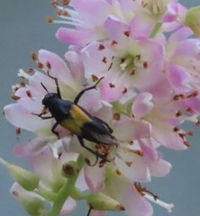 Macrosiagon dimidiata