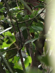 Lipaugus vociferans