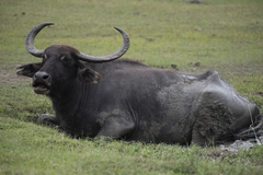Bubalus arnee