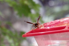 Polistes comanchus navajoe