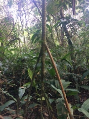 Socratea exorrhiza
