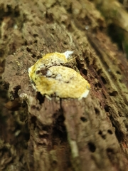 Hypocreaceae