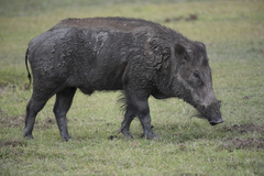 Sus scrofa affinis