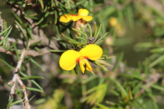 Dillwynia elegans