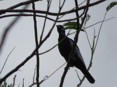 Gymnoderus foetidus