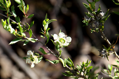 Leptospermum sphaerocarpum