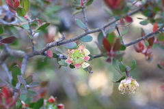 Leptospermum macrocarpum