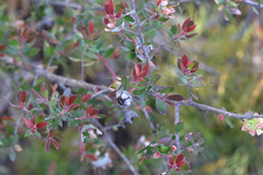 Leptospermum macrocarpum