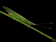 Borneacris mirabilis