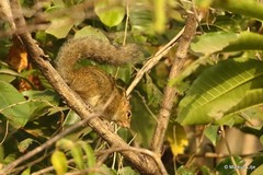 Funisciurus substriatus