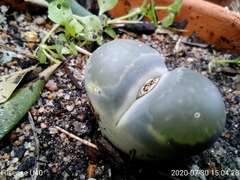 Lithops