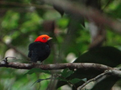Ceratopipra rubrocapilla