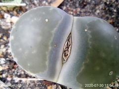 Lithops
