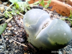 Lithops