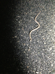 Phyllorhynchus decurtatus