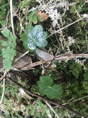 Hydrocotyle setulosa