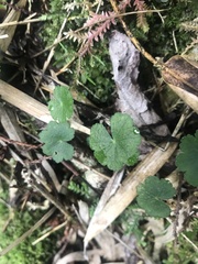 Hydrocotyle setulosa