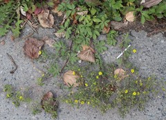 Potentilla tobolensis