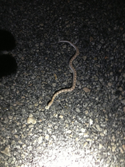 Phyllorhynchus decurtatus