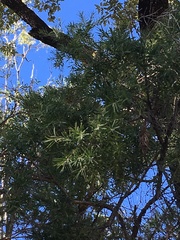 Melaleuca trichostachya