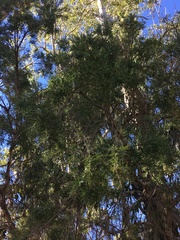 Melaleuca trichostachya