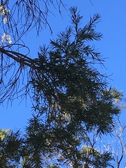 Melaleuca trichostachya