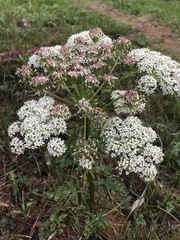 Pleurospermum uralense