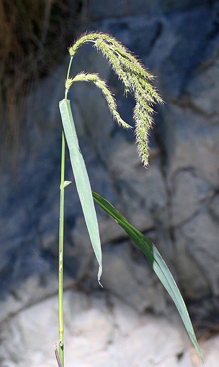 Echinochloa crus-pavonis var. crus-pavonis