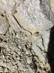 Trimorphodon lyrophanes