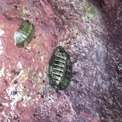 Rhyssoplax salihafui