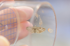 Eupithecia dodoneata