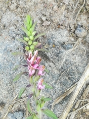 Odontites vulgaris