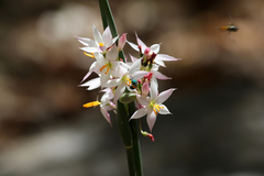 Olsynium scirpoideum