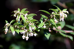 Gaultheria phillyreifolia