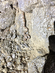 Trimorphodon lyrophanes