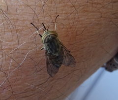 Tabanus glaucopis