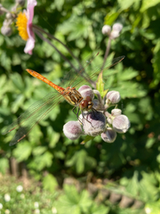 Sympetrum