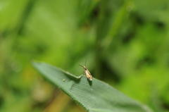 Micropterix calthella