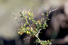 Adesmia confusa
