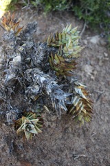 Astroloba rubriflora