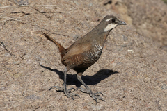 Pteroptochos megapodius