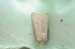 Orthosia gracilis