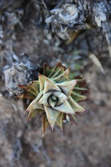 Astroloba rubriflora