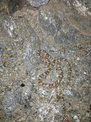 Trimorphodon lyrophanes